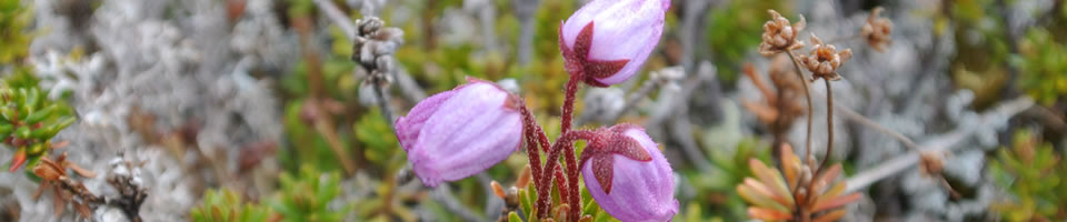 Permakulturprojekt Groennedal, Grönland